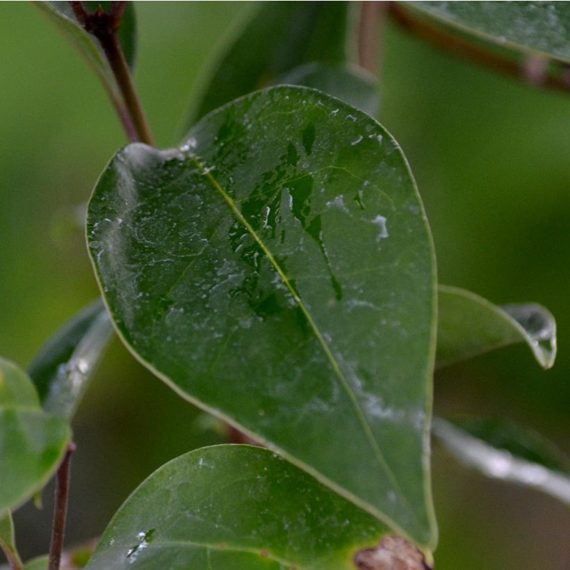 Troène du Japon - Ligustrum japonicum (Feuillage)