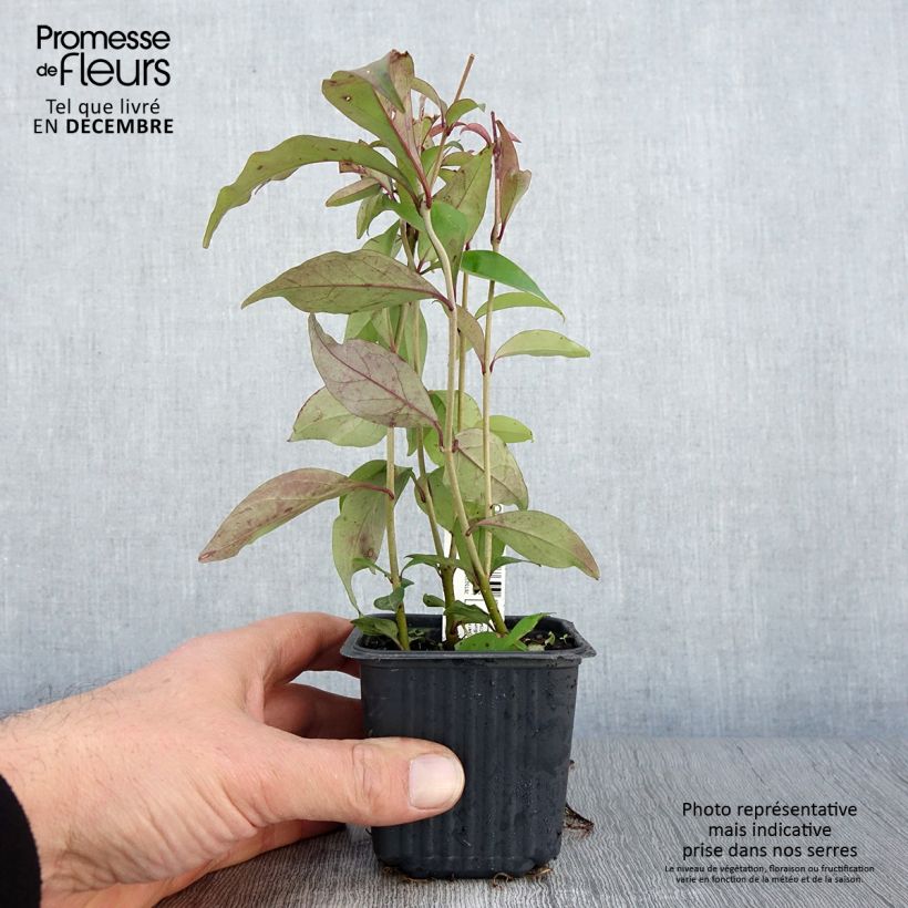 Spécimen de Troène du Japon - Ligustrum japonicum Godet de 8/9 cm tel que livré en automne