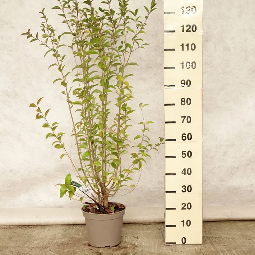 Spécimen de Troène du Japon - Ligustrum japonicum Pot de 7,5L/10L tel que livré en été