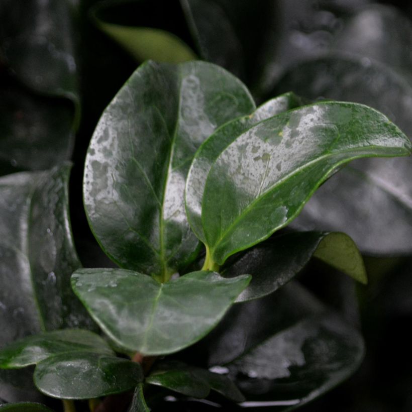 Troène du Japon - Ligustrum japonicum Rotundifolium (Feuillage)