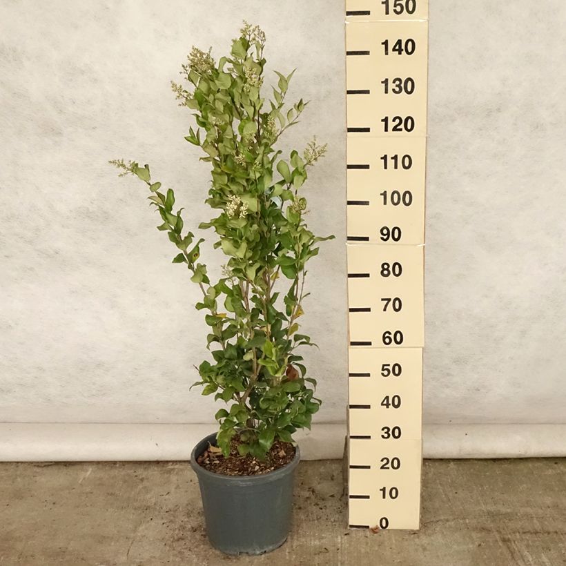 Spécimen de Troène du Texas - Ligustrum japonicum Texanum Pot de 7,5L/10L tel que livré en été