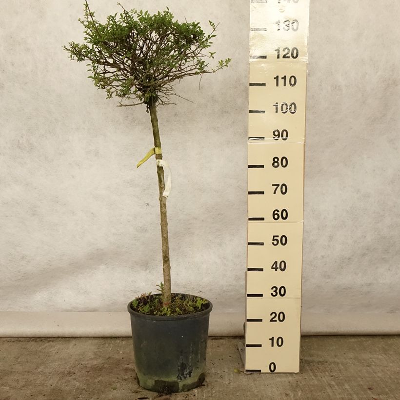 Spécimen de Troène - Ligustrum delavayanum Pot de 12L/15L, Demi-tige (60cm), forme boule diamètre 30/35 cm tel que livré en été