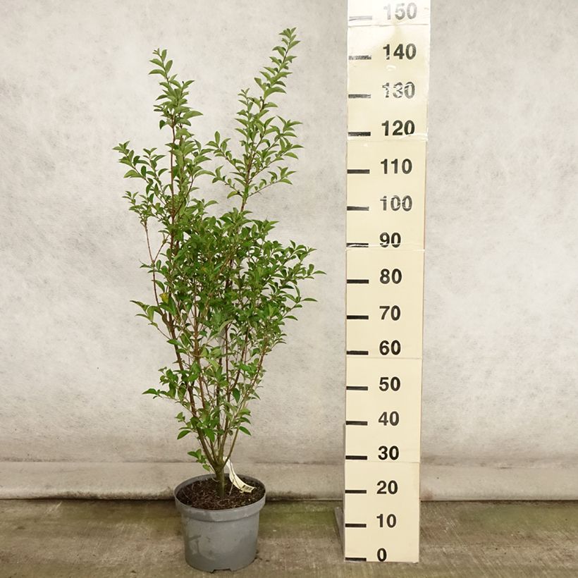 Spécimen de Troène - Ligustrum ovalifolium Pot de 7,5L/10L tel que livré en été