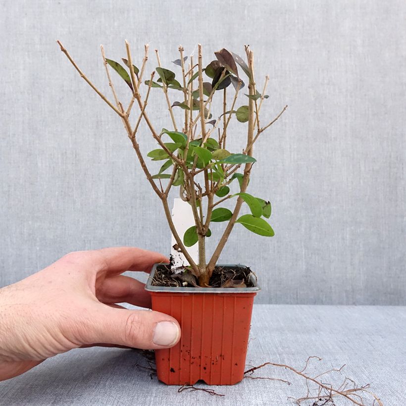Spécimen de Troène - Ligustrum ovalifolium Godet de 8/9 cm tel que livré en hiver