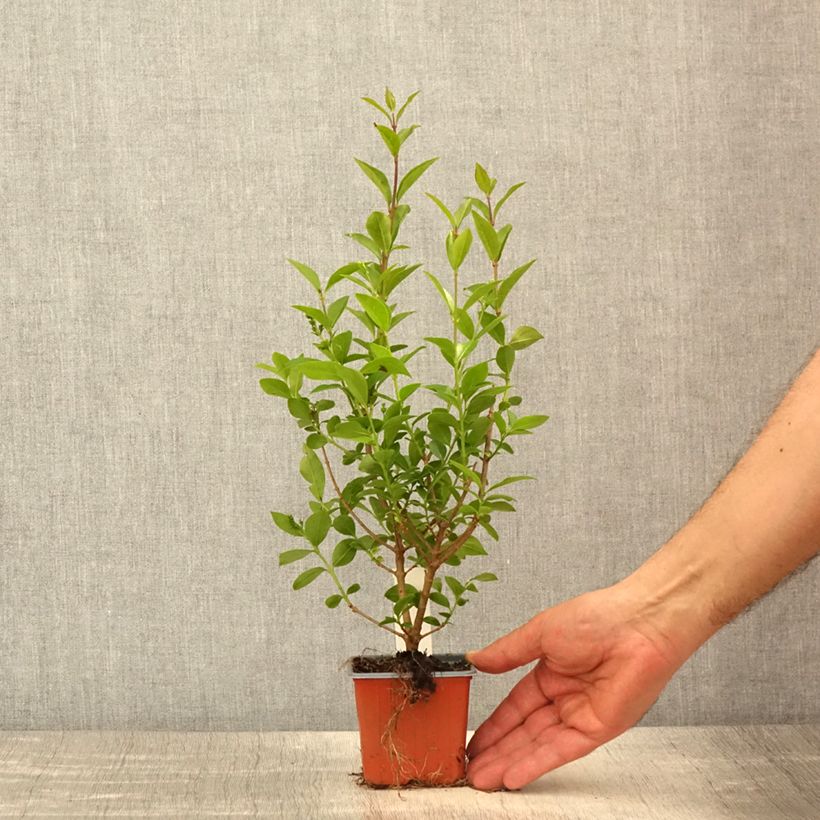 Spécimen de Troène - Ligustrum ovalifolium - Godet de 8/9 cm tel que livré au printemps