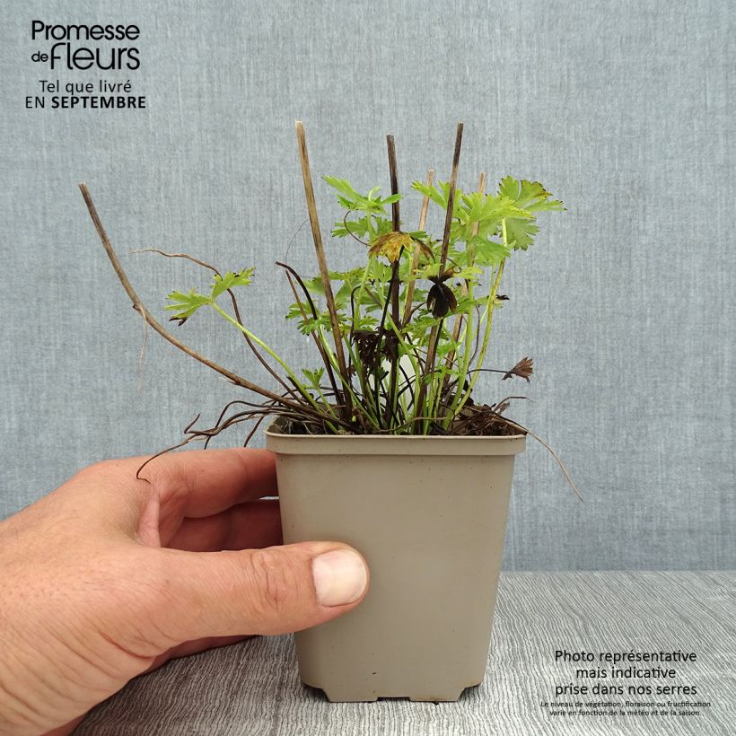 Spécimen de Trolle nain - Trollius pumilus Godet de 8/9 cm tel que livré en été