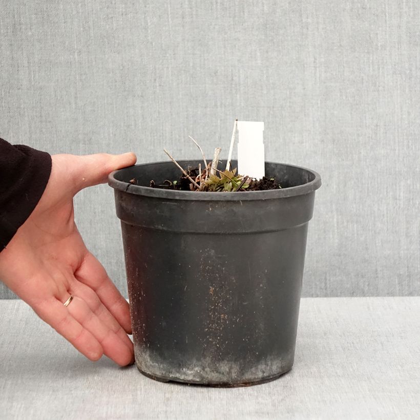 Spécimen de Trolle - Trollius chinensis Golden Queen - Pot de 2L/3L tel que livré au printemps