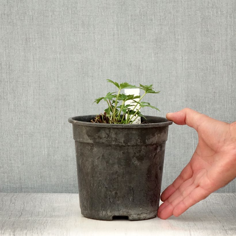 Spécimen de Trolle - Trollius cultorum Cheddar Pot de 2L/3L tel que livré en été