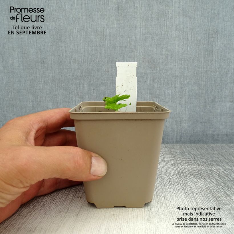 Spécimen de Trollius asiaticus - Trolle d'Asie Godet de 8/9 cm tel que livré en été