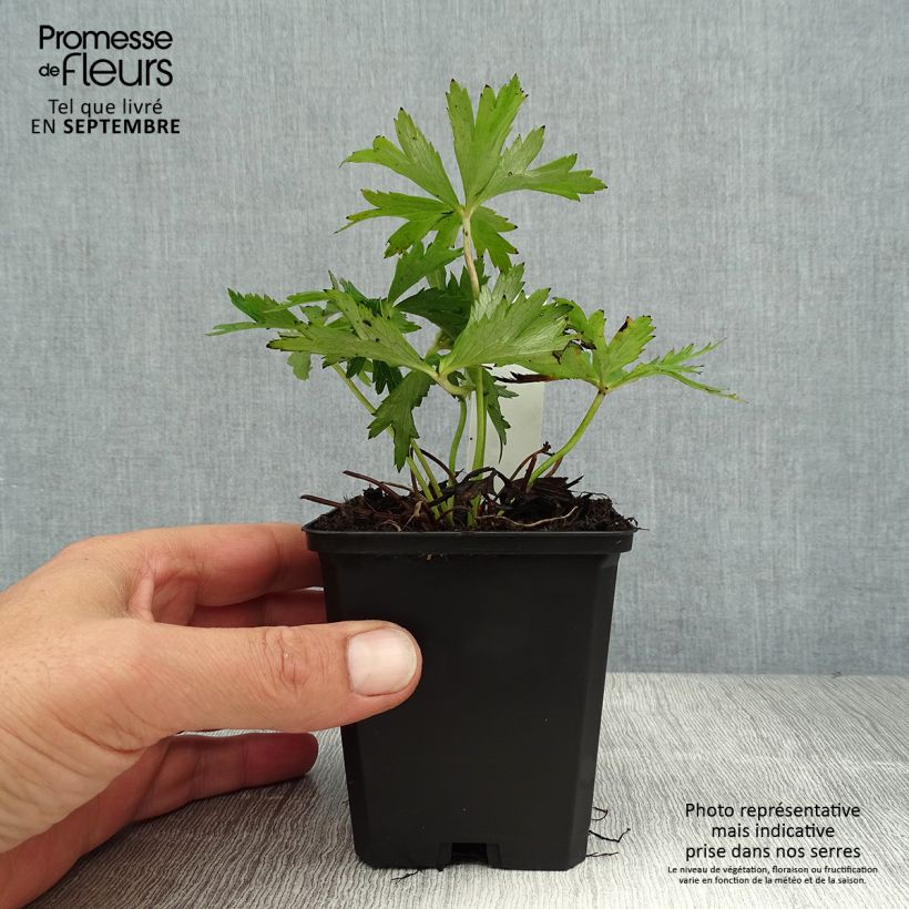 Spécimen de Trollius Lemon Queen - Trolle hybride Godet de 8/9 cm tel que livré en été
