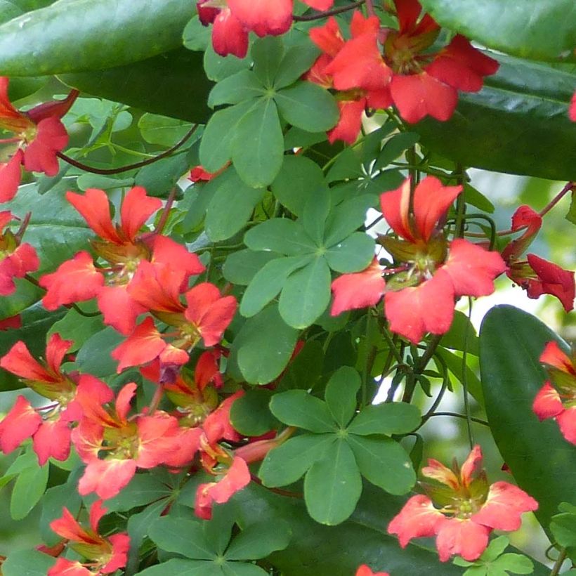 Capucine - Tropaeolum speciosum (Feuillage)