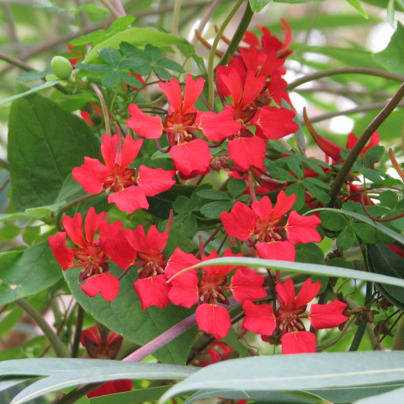 Capucine - Tropaeolum speciosum (Floraison)