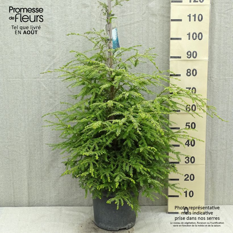 Spécimen de Tsuga canadensis - Pruche du Canada Pot de 3L/4L tel que livré en été