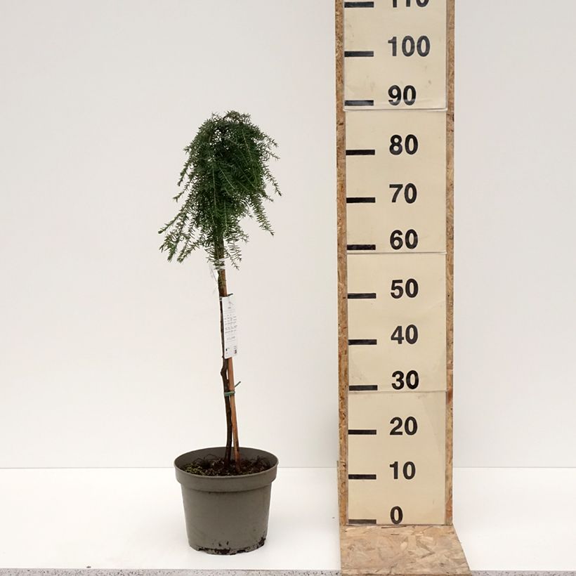 Spécimen de Tsuga heterophylla Thorssen's Weeper - Pruche de l'Ouest Pot de 4L/5L, Tige de 60 cm tel que livré en hiver