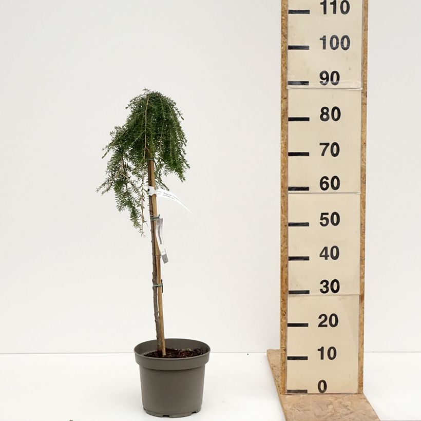 Spécimen de Tsuga heterophylla Thorssen's Weeper - Pruche de l'Ouest - Pot de 4L/5L tel que livré au printemps
