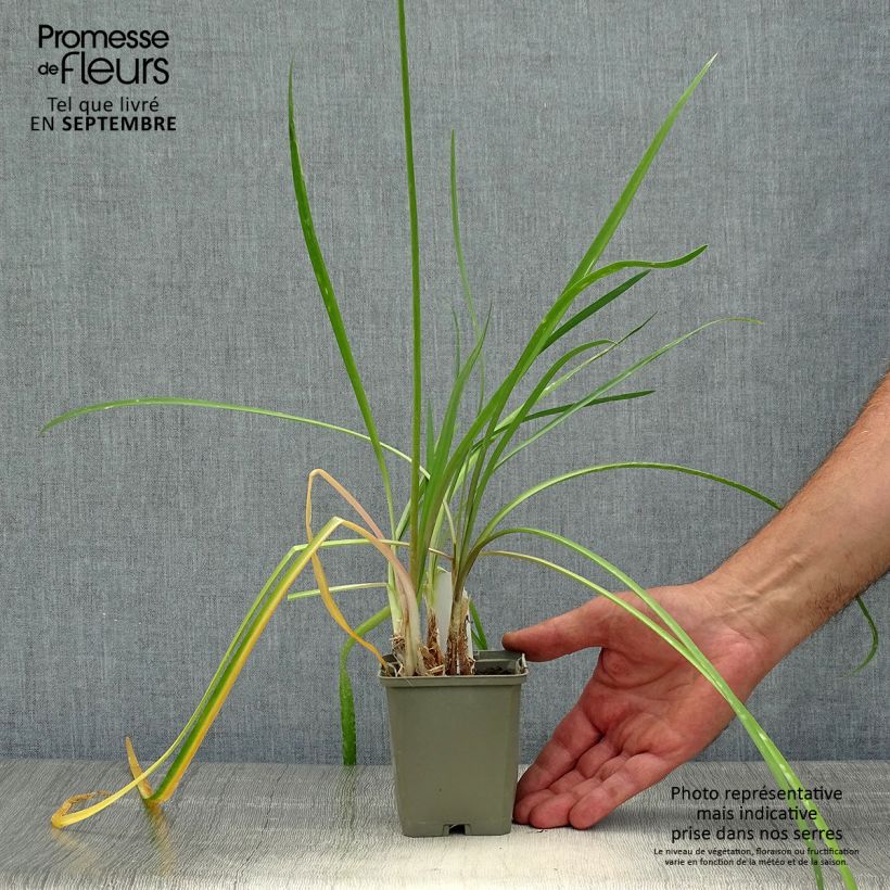 Spécimen de Tulbaghia cominsii Violacea Godet de 8/9 cm tel que livré en automne