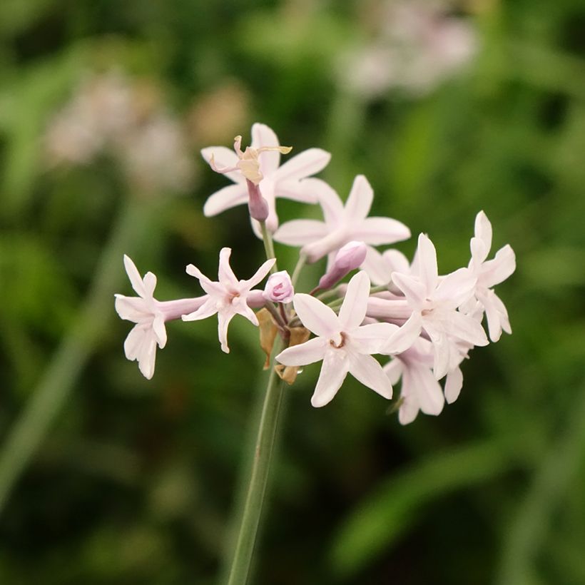 Tulbaghia Fairy Star - Tulbaghie (Floraison)