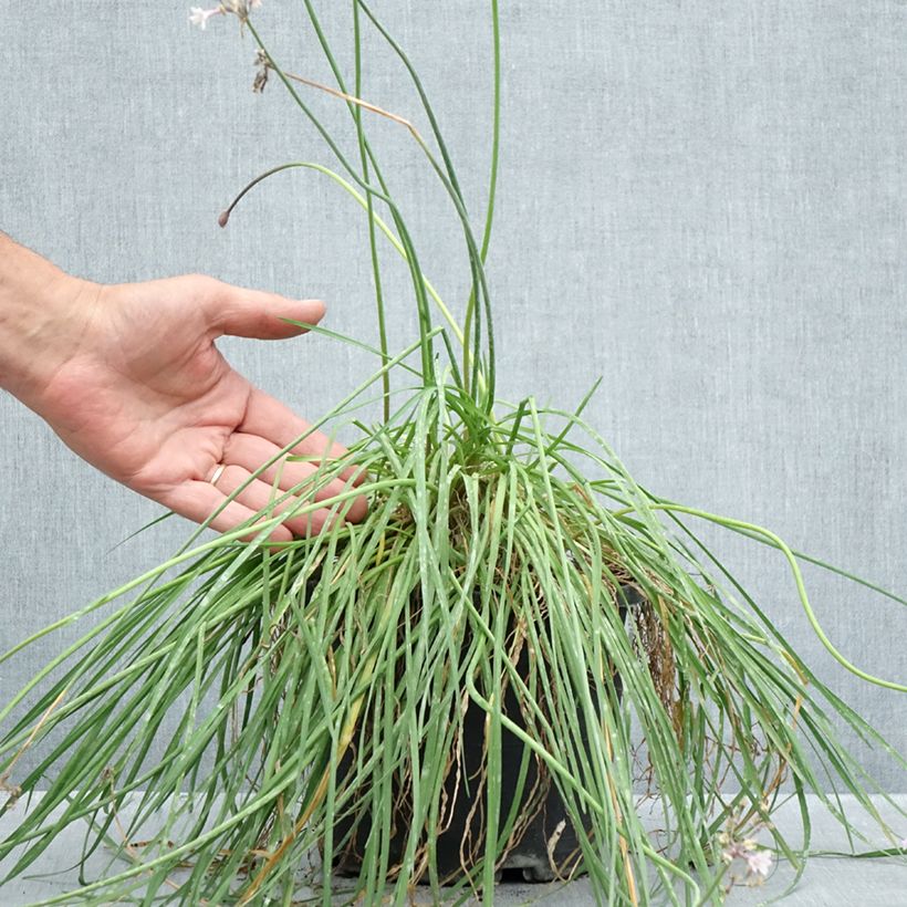 Spécimen de Tulbaghia Fairy Star - Tulbaghie Pot de 3L/4L tel que livré en été