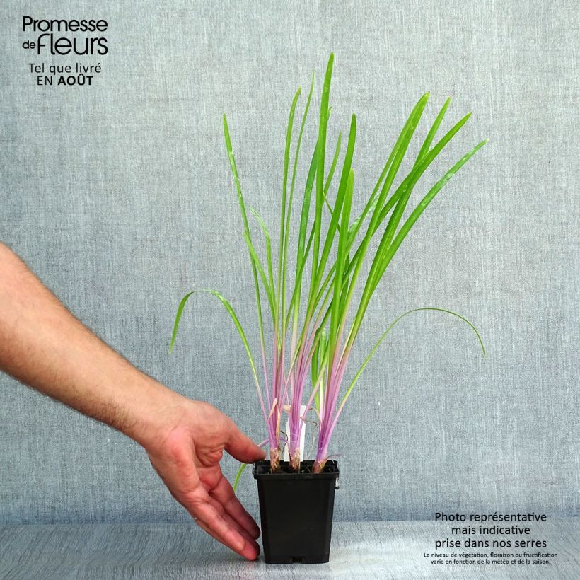 Spécimen de Tulbaghia Flamingo - Tulbaghie Godet de 8/9 cm tel que livré en été