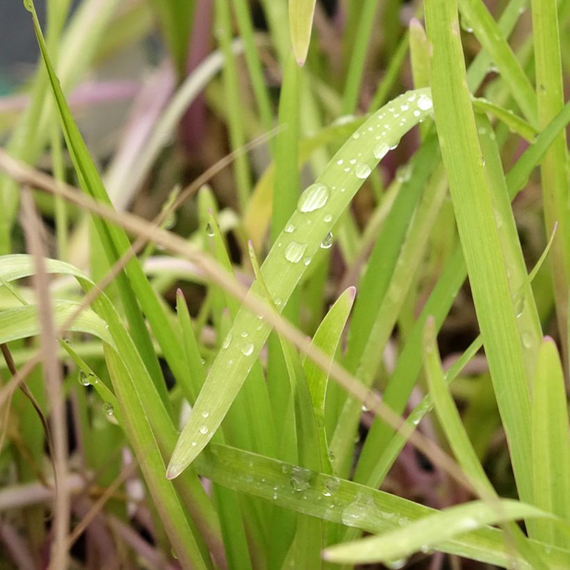 Tulbaghia Flamingo - Tulbaghie (Feuillage)
