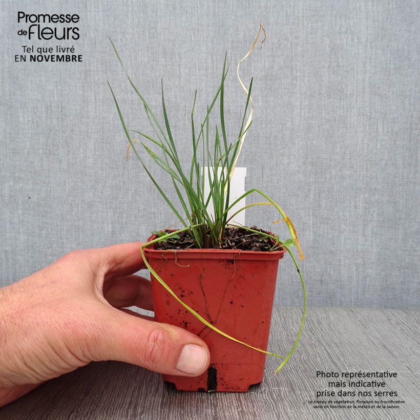 Spécimen de Tulbaghia Purple Eye - Tulbaghie Godet de 8/9 cm tel que livré en automne