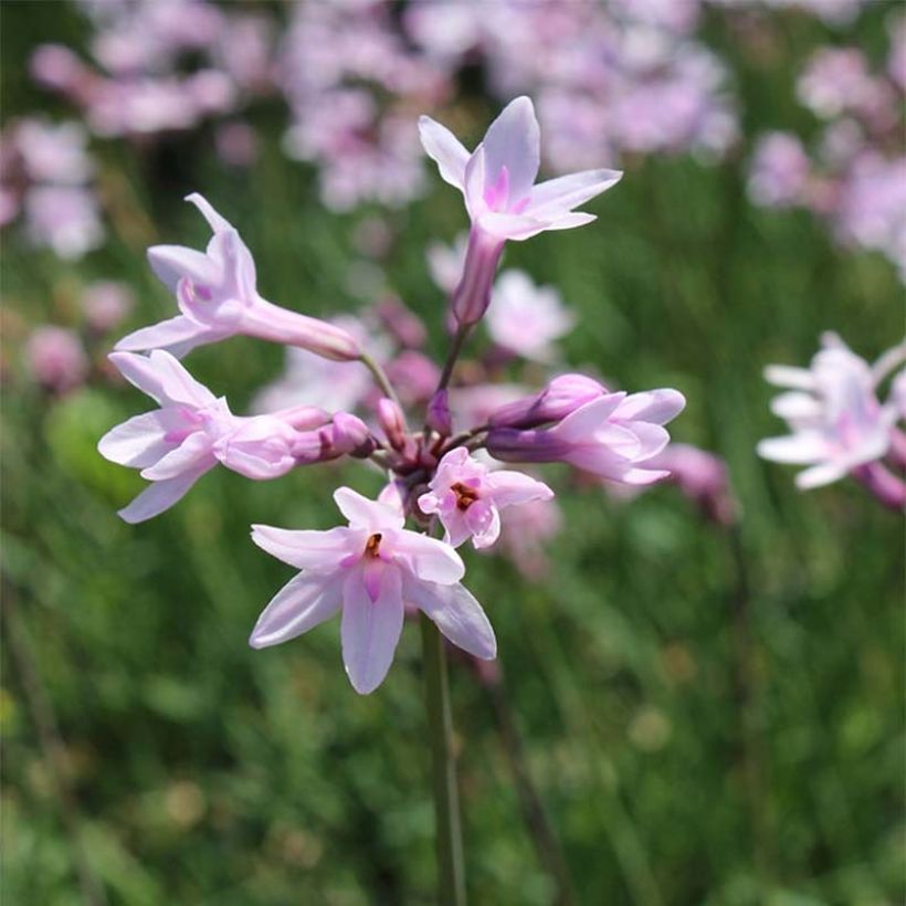 Tulbaghia violacea Ashanti (Floraison)