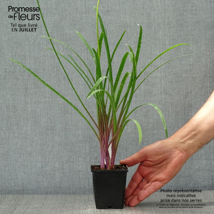 Spécimen de Tulbaghia violacea Kilimanjaro Godet de 8/9 cm tel que livré en été