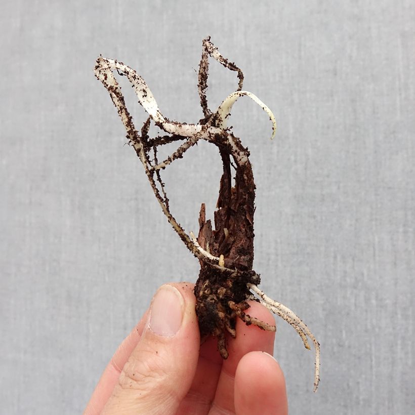 Spécimen de Tulbaghia violacea Silver Lace - Thulbaghie Bulbe calibre I tel que livré au printemps
