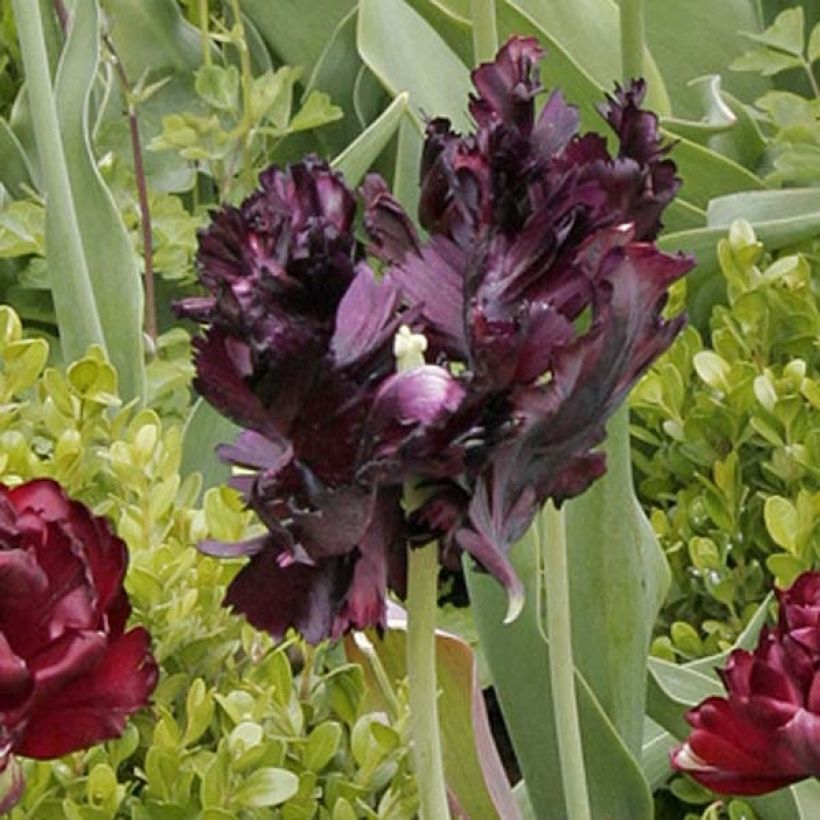 Tulipe Perroquet Black Parrot (Floraison)