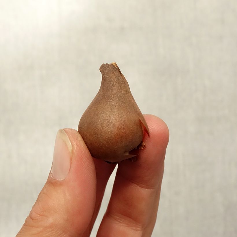 Spécimen de Tulipe botanique acuminata - Tulipe cornue Bulbe tel que livré en automne