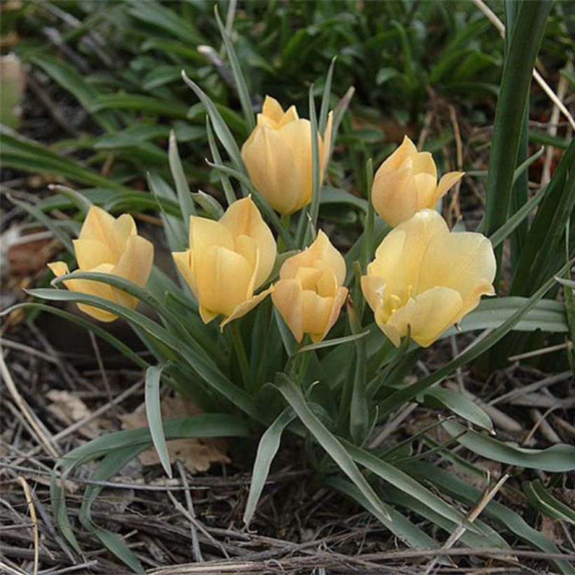 Tulipe botanique batalinii Bright Gem (Floraison)