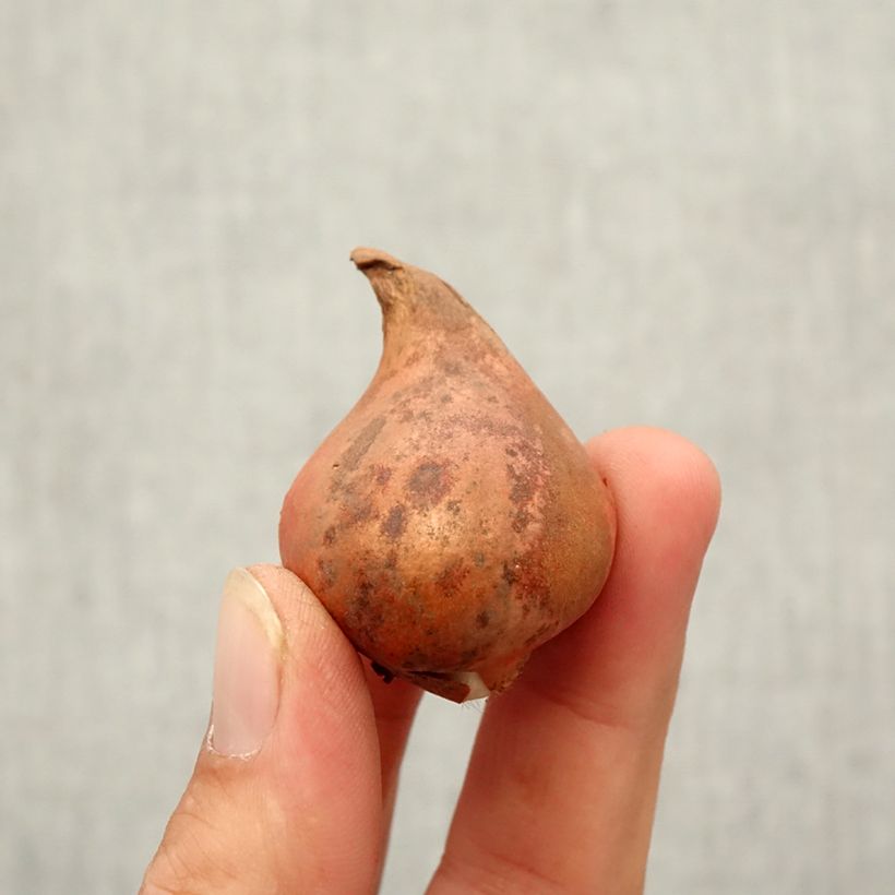 Spécimen de Tulipe botanique eichleri Bulbe tel que livré en automne