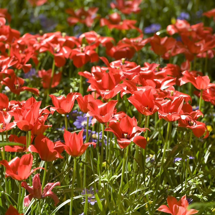 Tulipe botanique linifolia  (Floraison)