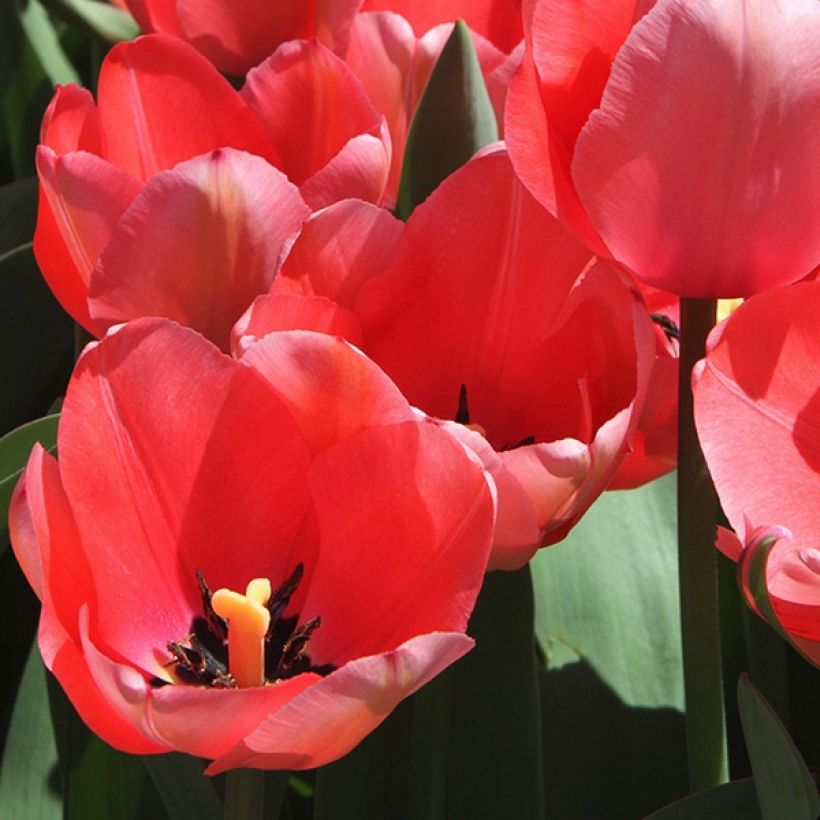 Tulipe botanique praestans Unicum (Floraison)