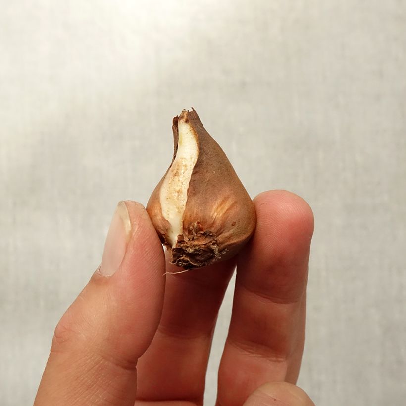 Spécimen de Tulipe botanique schrenkii Bulbe tel que livré en automne