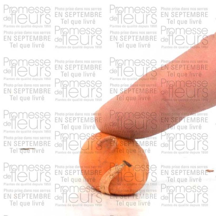 Exemple de spécimen de Tulipe botanique tarda Bulbe tel que livré