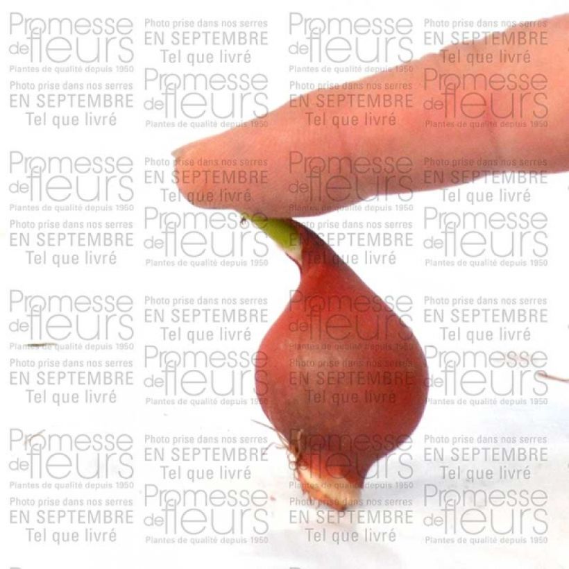 Exemple de spécimen de Tulipe botanique turkestanica Bulbe tel que livré