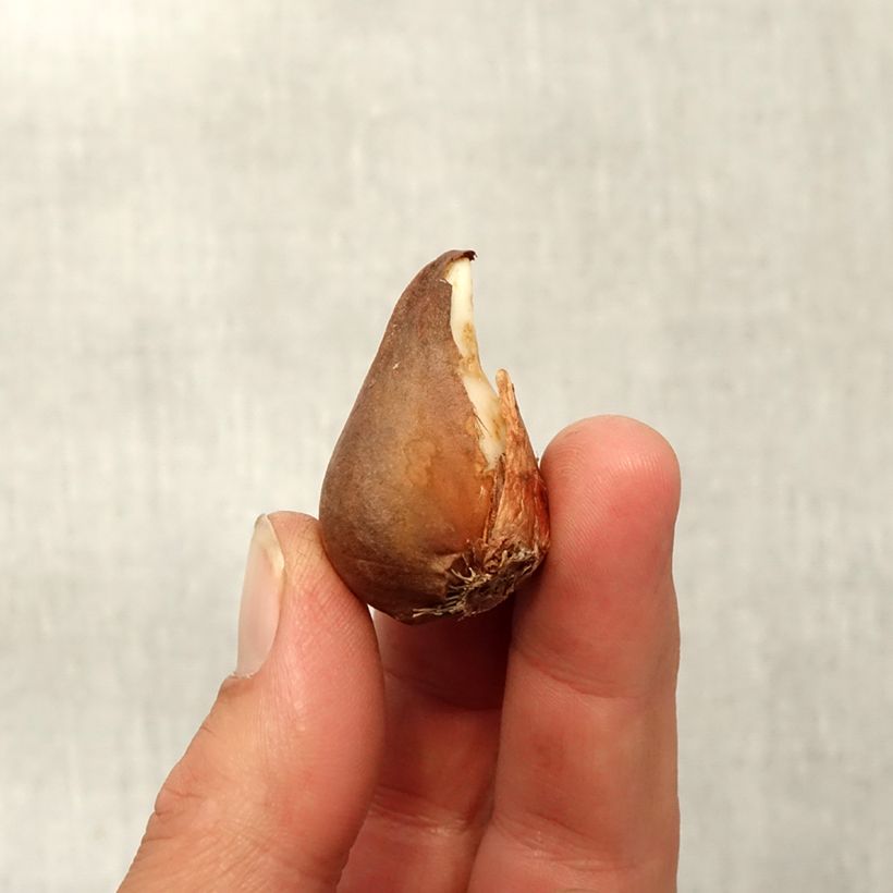 Spécimen de Tulipe botanique urumiensis Bulbe tel que livré en automne