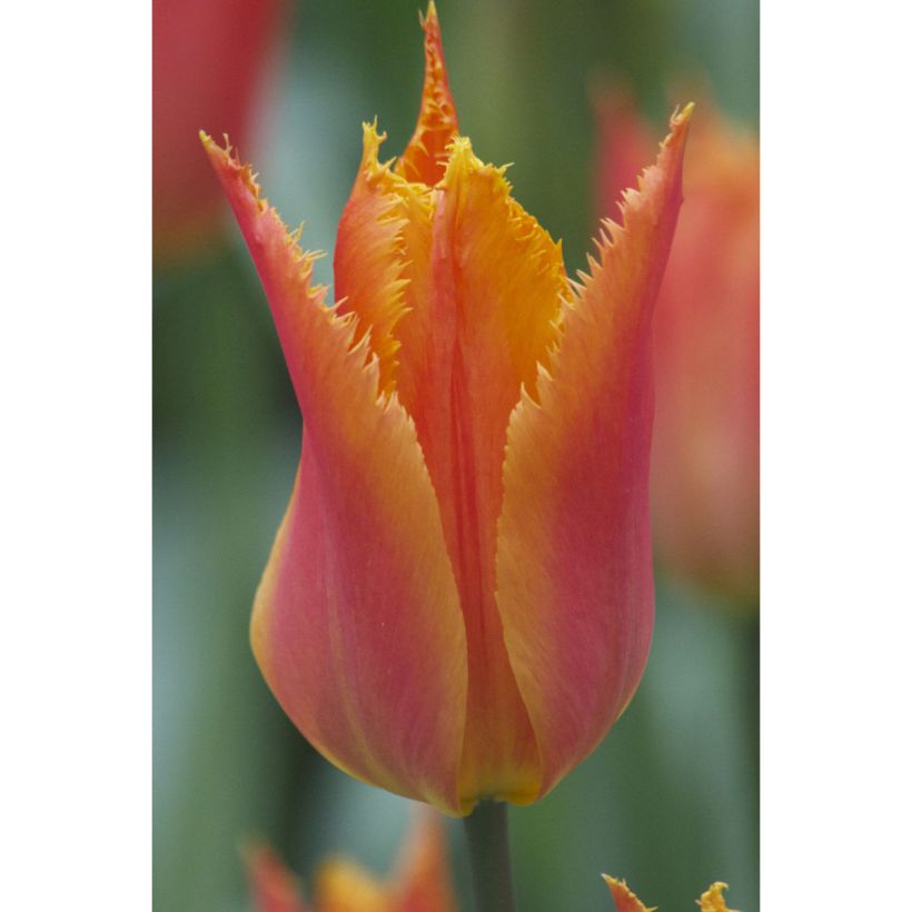Tulipe dentelée Alexandra (Floraison)