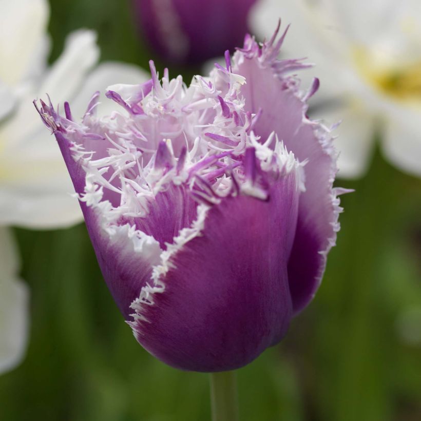 Tulipe dentelée Cummins (Floraison)