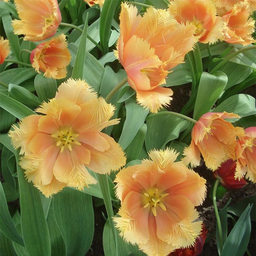 Tulipe dentelée Lambada  (Floraison)