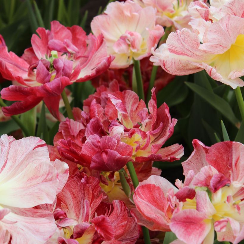 Tulipe double hâtive Diversen 17th Century (Floraison)