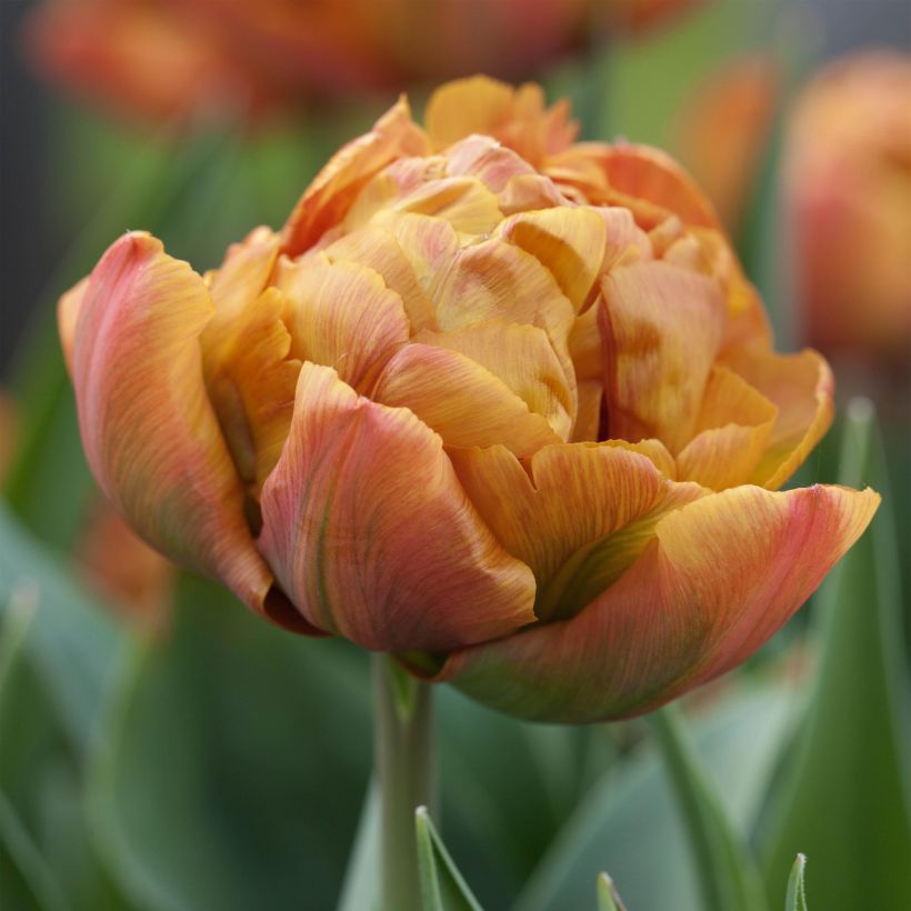 Tulipe double hâtive Brownie (Floraison)