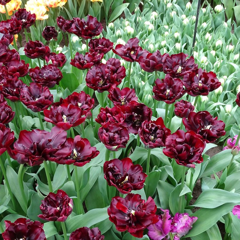 Tulipe double hative Palmyra (Floraison)