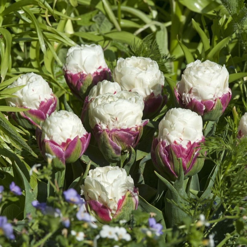 Tulipe double tardive Ice Cream (Floraison)