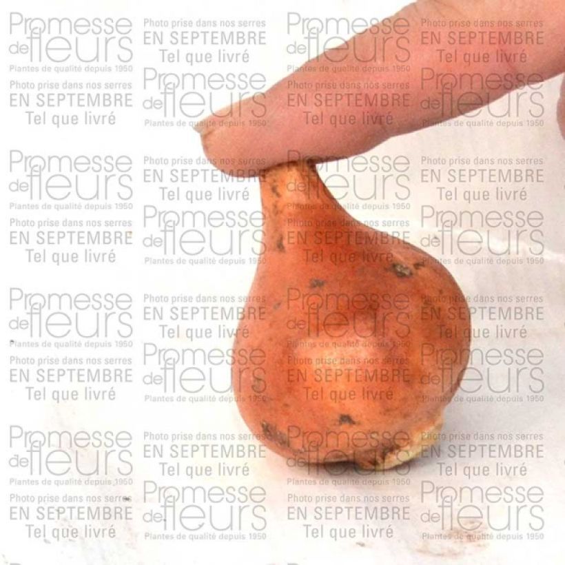 Spécimen de Tulipe Fleur de Lis Marianne tel que livré en printemps