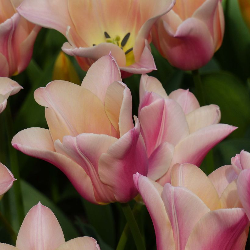 Tulipe Fleur de Lis Sanne (Floraison)