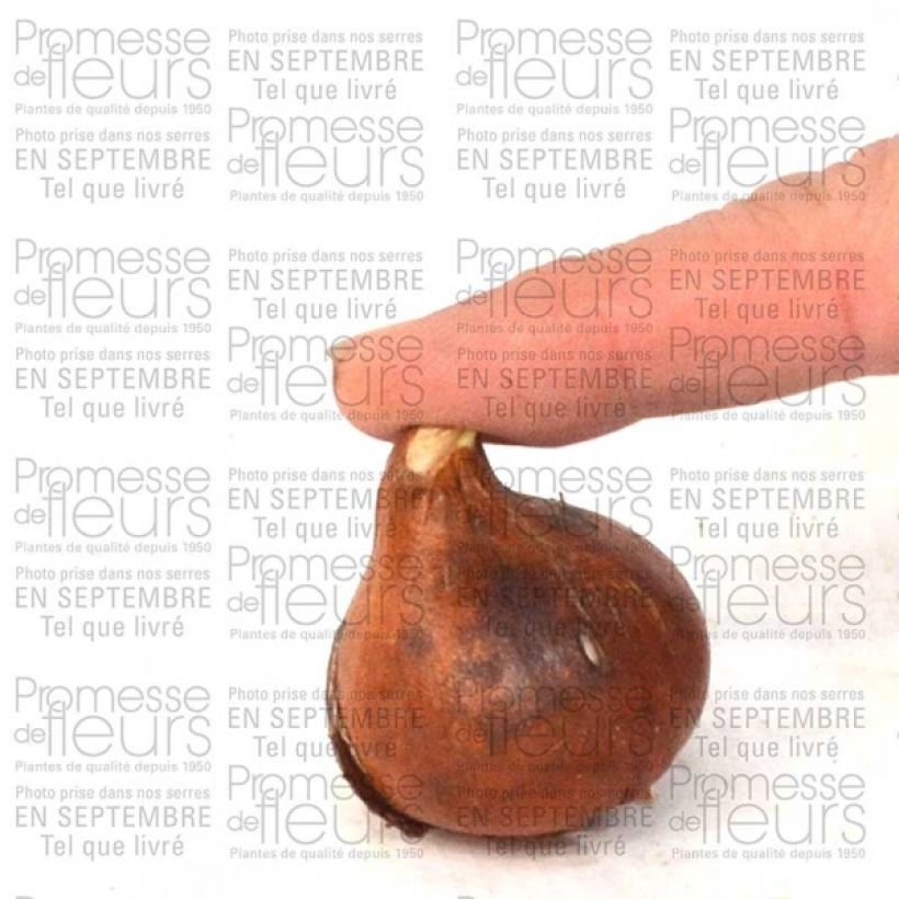 Spécimen de Tulipe Fleur de Lis Sapporo tel que livré en printemps