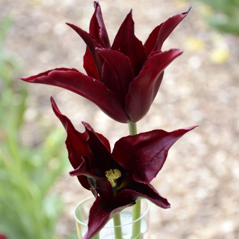 Tulipe Fleur de Lis Sarah Raven  (Floraison)