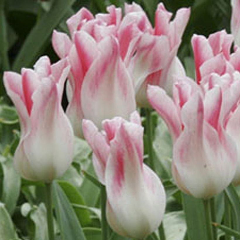 Tulipe Fleur de Lis Hollande chic (Floraison)